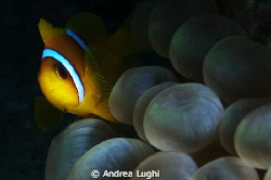 Clownfish. by Andrea Lughi 